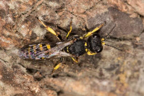 Ectemnius lituratus / Fliegenjger / Grabwespen - Crabronidae - Crabroninae