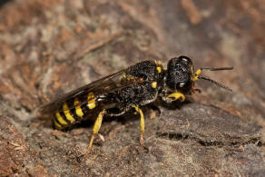 Ectemnius lituratus / Fliegenjger / Grabwespen - Crabronidae - Crabroninae