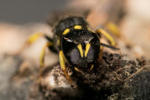 Ectemnius lituratus / Fliegenjger / Grabwespen - Crabronidae - Crabroninae