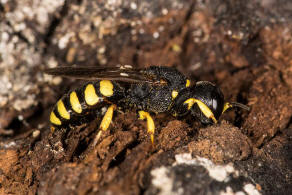 Ectemnius lituratus / Fliegenjger / Grabwespen - Crabronidae - Crabroninae