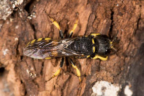 Ectemnius lituratus / Fliegenjger / Grabwespen - Crabronidae - Crabroninae