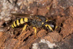 Ectemnius lituratus / Fliegenjger / Grabwespen - Crabronidae - Crabroninae