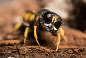 Ectemnius lituratus / Fliegenjger / Grabwespen - Crabronidae - Crabroninae