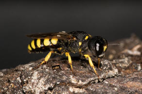 Ectemnius lituratus / Fliegenjger / Grabwespen - Crabronidae - Crabroninae