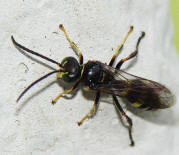 Gorytes laticinctus / Männchen