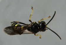 Gorytes laticinctus / Männchen