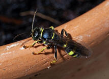 Gorytes laticinctus / Grabwespen - Crabronidae - Bembicinae / Ordnung: Hautflügler - Hymenoptera