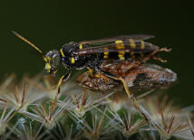 Gorytes laticinctus / Weibchen