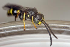 Gorytes laticinctus / Grabwespen - Crabronidae - Bembicinae / Ordnung: Hautflügler - Hymenoptera