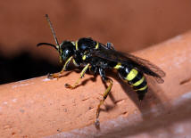 Gorytes laticinctus / Grabwespen - Crabronidae - Bembicinae / Ordnung: Hautflgler - Hymenoptera