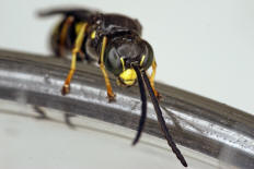 Gorytes laticinctus / Grabwespen - Crabronidae - Bembicinae / Ordnung: Hautflügler - Hymenoptera