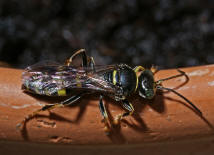 Gorytes laticinctus / Grabwespen - Crabronidae - Bembicinae / Ordnung: Hautflügler - Hymenoptera