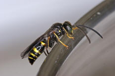 Gorytes laticinctus / Grabwespen - Crabronidae - Bembicinae / Ordnung: Hautflügler - Hymenoptera