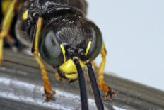 Gorytes laticinctus / Grabwespen - Crabronidae - Bembicinae / Ordnung: Hautflgler - Hymenoptera