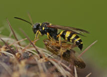 Gorytes laticinctus / Weibchen