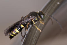 Gorytes laticinctus / Grabwespen - Crabronidae - Bembicinae / Ordnung: Hautflügler - Hymenoptera