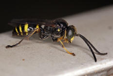 Gorytes laticinctus / Grabwespen - Crabronidae - Bembicinae / Ordnung: Hautflügler - Hymenoptera