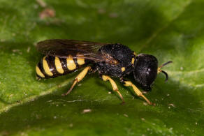 Lestica clypeata / Kleine Silbermundwespe / Grabwespen - Crabroniade - Crabroninae