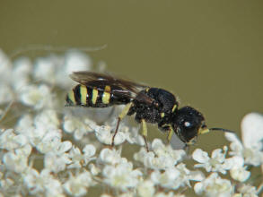 Lestica clypeata / Kleine Silbermundwespe / Grabwespen - Crabroniade - Crabroninae