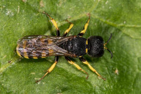 Lestica clypeata / Kleine Silbermundwespe / Grabwespen - Crabroniade - Crabroninae