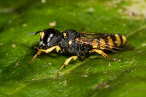 Lestica clypeata / Kleine Silbermundwespe / Grabwespen - Crabroniade - Crabroninae