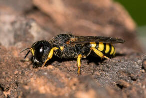 Lestica clypeata / Kleine Silbermundwespe / Grabwespen - Crabroniade - Crabroninae