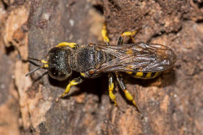 Lestica clypeata / Kleine Silbermundwespe / Grabwespen - Crabroniade - Crabroninae