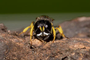 Lestica clypeata / Kleine Silbermundwespe / Grabwespen - Crabroniade - Crabroninae