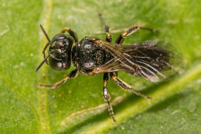 Lindenius albilabris / Ohne deutschen Namen / Grabwespen - Crabronidae - Crabroninae