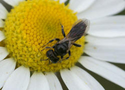 Lindenius albilabris / Ohne deutschen Namen / Grabwespen - Crabronidae - Crabroninae