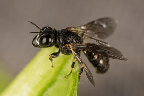 Lindenius albilabris / Ohne deutschen Namen / Grabwespen - Crabronidae - Crabroninae