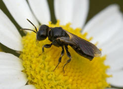 Lindenius albilabris / Ohne deutschen Namen / Grabwespen - Crabronidae - Crabroninae