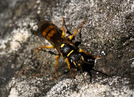 Mellinus arvensis / Kotwespe / Grabwespen - Crabronidae - Bembicinae