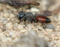 Miscophus bicolor / Grabwespe (ohne deutschen Namen) / Grabwespen - Crabronidae - Sphecidae / Rote Liste 3