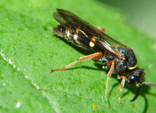 Nysson spinosus / Grabwespe (ohne deutschen Namen) - eine "Kuckuckswespe" / Grabwespen - Crabroniade - Bembicinae