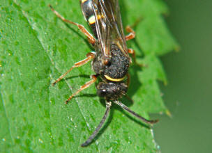 Nysson spinosus / Grabwespe (ohne deutschen Namen) - eine "Kuckuckswespe" / Grabwespen - Crabroniade - Bembicinae