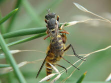 Kleines Artenportrait mit Text und Fotos von Oxybelus argentatus / Groe Fliegenspiewespe / Familie: Grabwespen - Crabronidae - Crabroninae