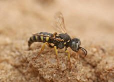 Kleines Artenportrait mit Text und Fotos von Oxybelus argentatus / Groe Fliegenspiewespe / Familie: Grabwespen - Crabronidae - Crabroninae