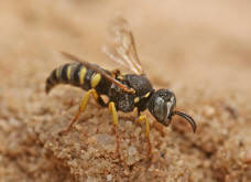 Kleines Artenportrait mit Text und Fotos von Oxybelus argentatus / Groe Fliegenspiewespe / Familie: Grabwespen - Crabronidae - Crabroninae