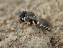 Kleines Artenportrait mit Text und Fotos von Oxybelus argentatus / Groe Fliegenspiewespe / Familie: Grabwespen - Crabronidae - Crabroninae