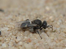 Oxybelus bipunctatus / Fliegenspiewespe