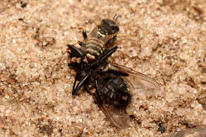 Oxybelus haemorrhoidalis / "Fliegenspiewespe" / Familie: Grabwespen - Crabronidae - Crabroninae