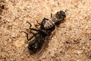 Oxybelus haemorrhoidalis / "Fliegenspiewespe" / Familie: Grabwespen - Crabronidae - Crabroninae