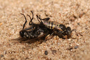 Oxybelus haemorrhoidalis / "Fliegenspiewespe" / Familie: Grabwespen - Crabronidae - Crabroninae