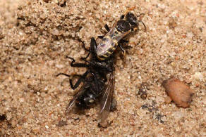 Oxybelus haemorrhoidalis / "Fliegenspiewespe" / Familie: Grabwespen - Crabronidae - Crabroninae