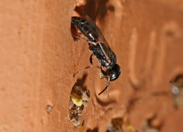 Passaloecus gracilis / Ohne deutschen Namen / Grabwespen - Crabronidae - Pemphredonini