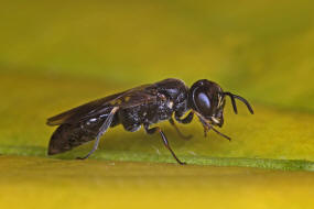 Passaloecus gracilis / Ohne deutschen Namen / Grabwespen - Crabronidae - Pemphredonini