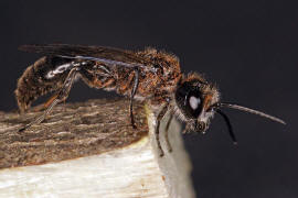 Pemphredon lugubris / Ohne deutschen Namen / Grabwespen - Crabronidae - Pemphredonini