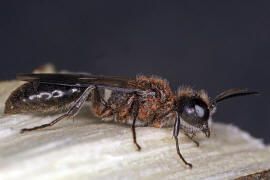 Pemphredon lugens? / Ohne deutschen Namen / Grabwespen - Crabronidae - Pemphredonini