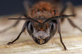 Pemphredon lugens? / Ohne deutschen Namen / Grabwespen - Crabronidae - Pemphredonini